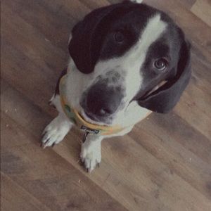 Meet your Posher, Carmen aurora